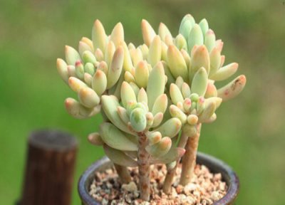 多肉服盆后多久可以施肥 新种的多肉怎么施肥长得好