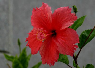 最红最艳丽的牡丹品种 最受欢迎又皮实好养的牡丹花