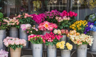 适合客厅摆放的花卉 客厅内摆放什么植物花卉好