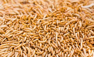 面包虫吃什么食物繁殖比较快 面包虫饲养成虫的注意事项