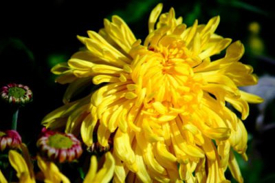 菊花扦插时间 菊花扦插生根最快方法