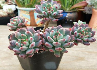 多肉徒长有什么补救的办法 多肉植物徒长怎么处理恢复