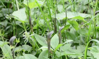 半夏适合什么地方种植 半夏适合哪些地方种植