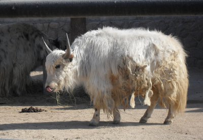 羚牛是羊还是牛 秦岭羚牛是牛和羊杂交出来的品种吗