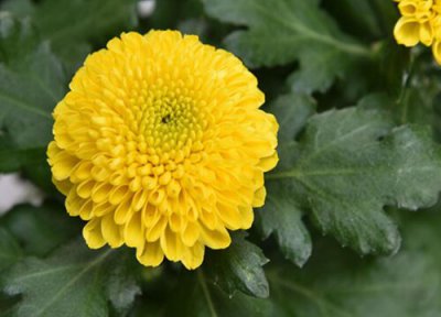 乒乓菊花期时间 乒乓菊花期是什么时候