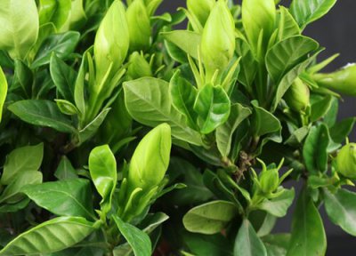 小叶栀子花期 小叶栀子花期是什么时候