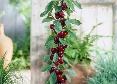 樱桃树适合在什么地方生长 生长环境和特点