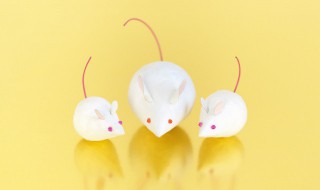 房间有老鼠怎么去除 房间有老鼠如何去除