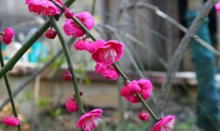 在家如何种植梅花 在家怎么种植梅花