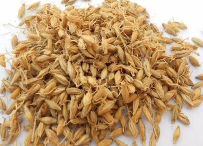 大麦和小麦一样吗 三大区别 图片