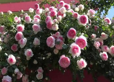 龙沙宝石花期时间 龙沙宝石花期是什么时候