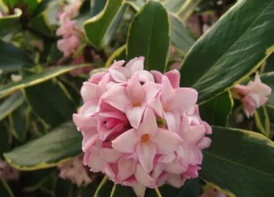 瑞香花开花时间 瑞香花怎么养才开花