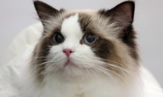 猫咪乱拉屎怎么办 猫到处拉屎怎么办