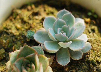 蓝石莲什么时候修剪 蓝石莲怎么修剪方法