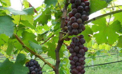 葡萄扦插育苗技术要点 教你几步就学会扦插种植技术