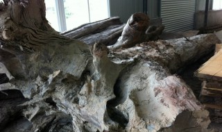 乌木可以放在客厅吗 乌木能不能放在客厅呢