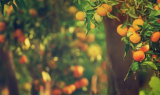 果树什么季节修剪怎么修剪 果树应该在什么季节修剪