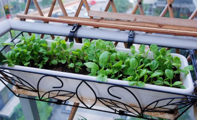 买回来的营养土可以直接种菜吗 通用营养土能种菜吗