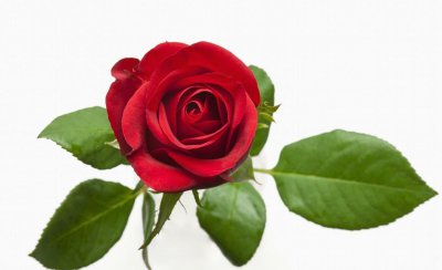 送三朵玫瑰花是什么意思 不同朵数玫瑰花象征的含义