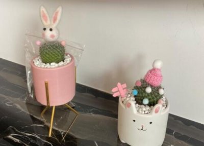 用什么养多肉能够爆盆 怎样养多肉植物才爆盆