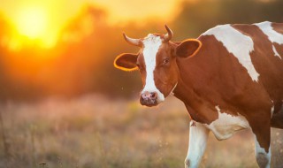 冬天牛羊如何放养 冬天牛羊养殖户注意事项