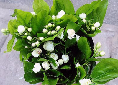 茉莉花怎样剪枝才能开花最旺 茉莉花开完花用剪枝吗