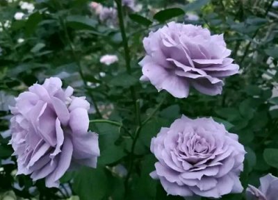 诺瓦利斯月季优缺点介绍 月季花诺瓦利斯好养吗