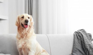 属狗几月出生最好命运 属狗什么月份出世好