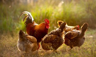 炖鸡汤放什么材料补肾 炖鸡汤放哪些材料补肾