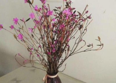 干杜鹃花枝怎么水培 水培杜鹃花的家庭养法