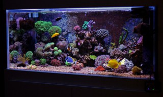 鱼缸水放外边晒多久合适 养鱼水要晒多久