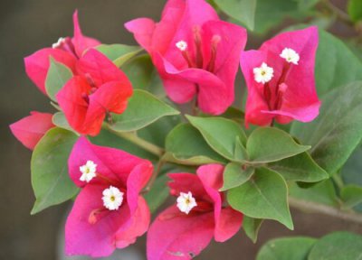 三角梅用土 三角梅用什么土最好