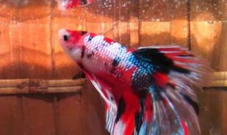 2条马尾斗鱼能一起养吗 2条马尾斗鱼能不能一起养