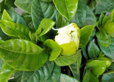 栀子花怎么养花苞长不停 栀子花怎么只长花苞不开花