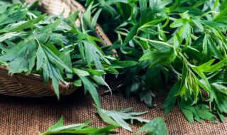 艾草的种植方法及注意事项 艾草如何养护好