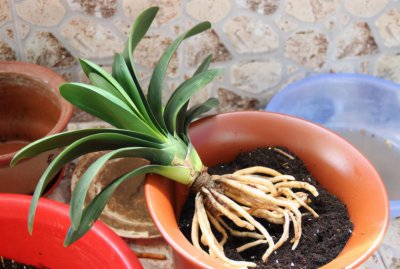 君子兰换土的最佳时间 要掌握君子兰换盆技巧别盲目操作