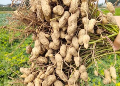 高产花生十大排名 产量超高的花生品种排行榜