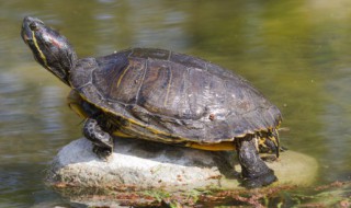 乌龟和王八的区别 乌龟和王八有哪些区别