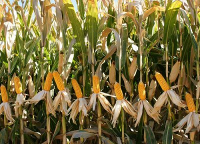 中单909玉米品种介绍 中单909玉米种子价格怎么样