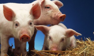 猪躲春佩戴什么 属猪人2023年春节佩戴哪些首饰