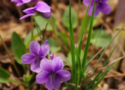 紫花地丁花期 紫花地丁花期是什么时候