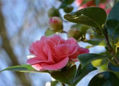 室内茶花不开花的原因 北方室内养茶花花苞一直不开放怎么办