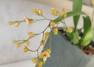 文心兰怎么修剪叶子老枝 文心兰开过花后从哪里剪掉