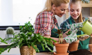 养殖室内植物需要注意什么 养殖室内植物需要注意的事项