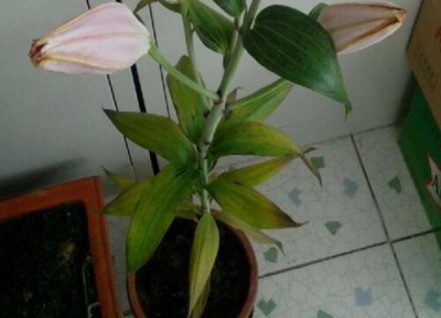 百合花黄叶是怎么回事 叶子黄了能恢复吗 补救办法