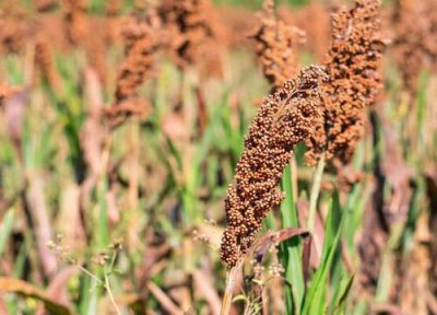 高粱种子多少钱一斤 甜高粱种子价格及播种种植方法