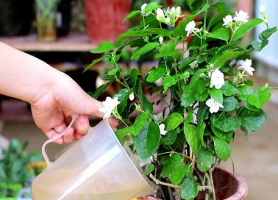 室内养花可以用磷酸二氢钾吗 花卉如何使用磷酸二氢钾