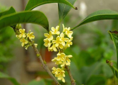 桂花树截干后促进发芽 桂花树砍头后如何养护长芽多