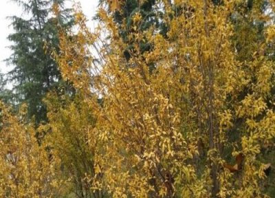 石榴树种植中常见病害 石榴树病虫害防治方法与技术