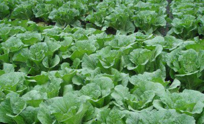 蔬菜上的腻虫怎么处理去除 蔬菜腻虫怎么消灭窍门妙招